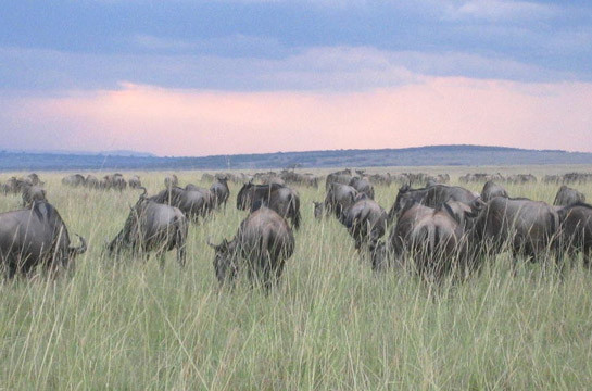 The ultimate safari experience – watch the Migration