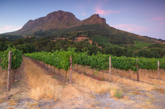 Tour the Cape Winelands and taste outstanding wines
