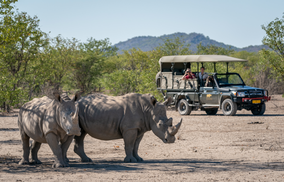 Encounter the Wild on morning and afternoon game drives (Etosha)