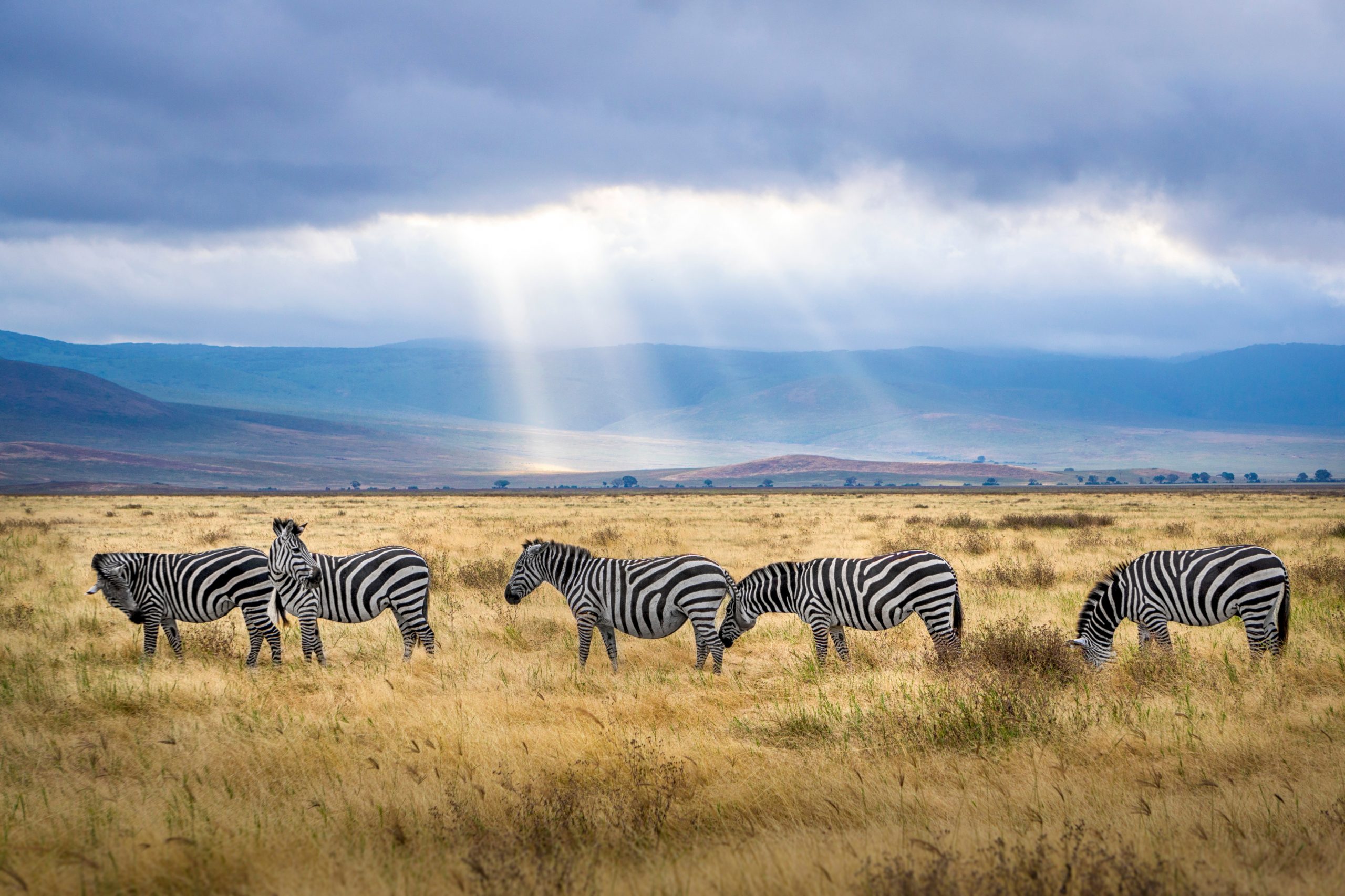 SAFARI IN KENYA | Masai Mara National Reserve vs Mara Conservancy?